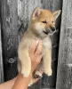 Photo №1. shiba - à vendre en ville de Santa Cruz de la Sierra | négocié | Annonce №115661