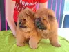 Photo №3. Chiots chow-chow. Pologne