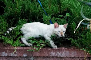 Photo №3. Chaton bengal des neiges. Biélorussie