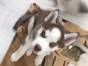 Photo №4. Je vais vendre husky de sibérie en ville de Kirov. éleveur - prix - 358€