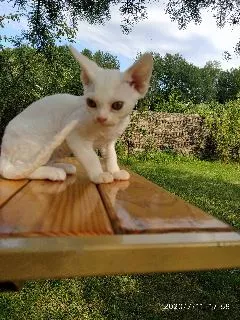 Photos supplémentaires: Devon Rex