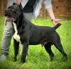 Photos supplémentaires: Chiots cane corso