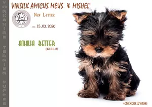 Photo №3. chiot yorkshire terrier fille standard KSU. Ukraine