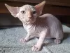 Photo №1. sphynx - à vendre en ville de Дармштадт | négocié | Annonce № 117212