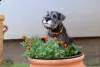 Photo №1. schnauzer moyen - à vendre en ville de Nova Pazova | négocié | Annonce №108367