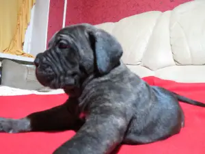 Photos supplémentaires: Chiots cane corso