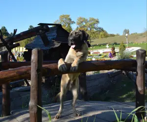 Photos supplémentaires: Chiots de race anglaise mastiff