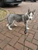 Photo №1. husky de sibérie - à vendre en ville de Vantaa | 320€ | Annonce №123482