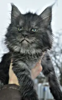 Photo №2 de l'annonce № 1170 de la vente maine coon - acheter à Fédération de Russie annonce privée