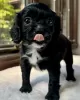 Photo №1. cavalier king charles spaniel - à vendre en ville de Торонто | négocié | Annonce №113163