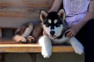 Photo №3. Chiots d'Alaska Malamute. Biélorussie