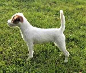 Photo №1. parson russell terrier - à vendre en ville de Minsk | Négocié | Annonce №3303