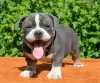 Photo №1. american bully - à vendre en ville de Sofia | 550€ | Annonce №105794