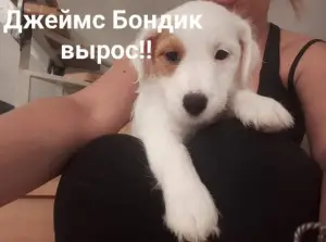 Photo №4. Je vais vendre jack russell terrier en ville de Moscou. éleveur - prix - 709€