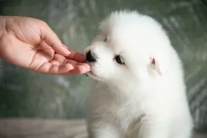 Photos supplémentaires: Chiots d'un chien Samoyède (Samoyède) du Chenil 