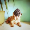 Photo №1. shar pei - à vendre en ville de Abakan | 267€ | Annonce №8070