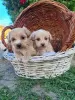 Photo №3. Chiots Maltipoo. Serbie