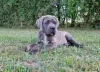 Photo №4. Je vais vendre cane corso en ville de Michów. éleveur - prix - 1000€