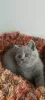 Photo №4. Je vais vendre british shorthair en ville de Los Angeles. éleveur - prix - 568€