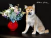 Photo №3. Shiba Inu. Chiots. Fédération de Russie