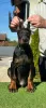 Photo №1. dobermann - à vendre en ville de Бачка-Паланка | négocié | Annonce №123618