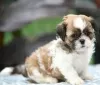 Photo №1. shih tzu - à vendre en ville de Delphi | négocié | Annonce №129932