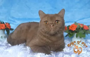 Photo №1. british shorthair - à vendre en ville de Krasnodar | 142€ | Annonce № 4258