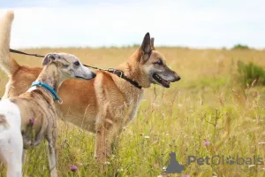 Photos supplémentaires: Chien bien élevé et confortable pour la vie