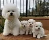 Photo №1. bichon à poil frisé - à vendre en ville de Kiev | 1305€ | Annonce №72888