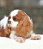 Photo №1. cavalier king charles spaniel - à vendre en ville de Палм-Бич | 1420€ | Annonce №43377