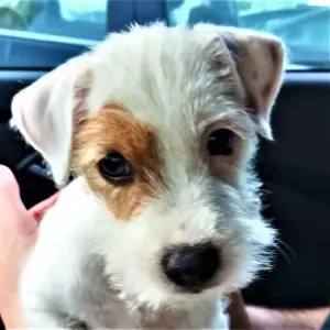 Photo №4. Je vais vendre parson russell terrier en ville de Minsk. éleveur - prix - Négocié