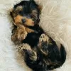 Photo №4. Je vais vendre yorkshire terrier en ville de Москва. annonce privée - prix - 300€