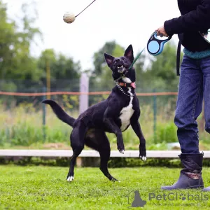 Photo №1. chien bâtard - à vendre en ville de Saint-Pétersbourg | Gratuit | Annonce №6203