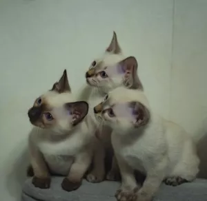 Photos supplémentaires: Derniers chatons du champion du monde Leonardo Sanchitos