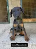 Photo №3. Chiots terrier de chasse allemand. Serbie