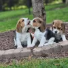 Photo №1. beagle - à vendre en ville de Leipzig | 423€ | Annonce №128483