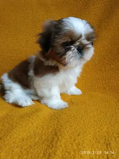 Photo №2 de l'annonce № 1234 de la vente shih tzu - acheter à Fédération de Russie annonce privée, de la fourrière, éleveur