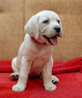 Photos supplémentaires: CHIOTS DE HAUTE RACE DE LABRADOR-RETRIVER DE CHAMPIONS