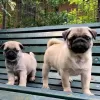 Photo №1. puggle - à vendre en ville de Мюнхен-Флугхафен | Gratuit | Annonce №24626