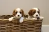 Photo №2 de l'annonce № 110704 de la vente cavalier king charles spaniel - acheter à USA annonce privée