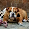 Photo №3. Bulldog anglais. Serbie