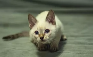 Photos supplémentaires: Derniers chatons du champion du monde Leonardo Sanchitos