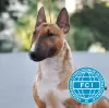 Photo №1. bull terrier - à vendre en ville de Kamianets-Podilskyï | 2000€ | Annonce №13074