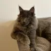 Photo №1. maine coon - à vendre en ville de Lviv | 568€ | Annonce № 41064