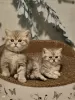 Photo №4. Je vais vendre british shorthair en ville de Bleialf. éleveur - prix - 680€