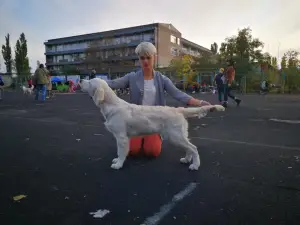 Photo №2 de l'annonce № 4398 de la vente golden retriever - acheter à Ukraine de la fourrière