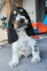 Photo №1. cocker spaniel anglais - à vendre en ville de Żelazna | 600€ | Annonce №129125