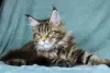 Photo №1. maine coon - à vendre en ville de Volgograd | 342€ | Annonce № 14216