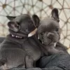 Photo №1. bouledogue - à vendre en ville de Klagenfurt | Gratuit | Annonce №98112