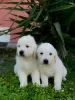 Photo №3. Chiots Golden Retriever. Monténégro